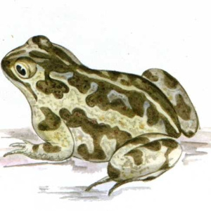 Bufo raddei Str.